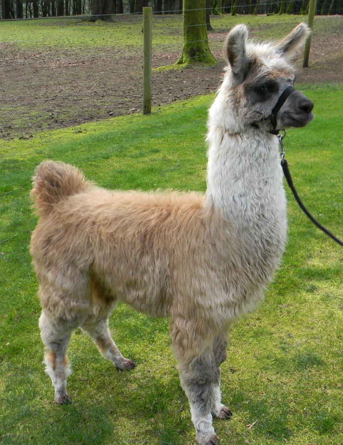 Buff(tan) and white llama
